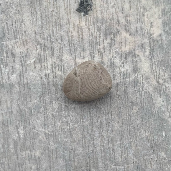 Petoskey stone - Picture 6 of 8